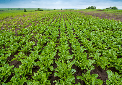 Correct Irrigation Techniques in Sugar Beet Agriculture