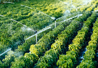 Modern Agriculture with Sprinkler Irrigation